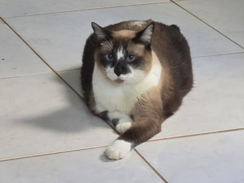 Foto de Gordinha