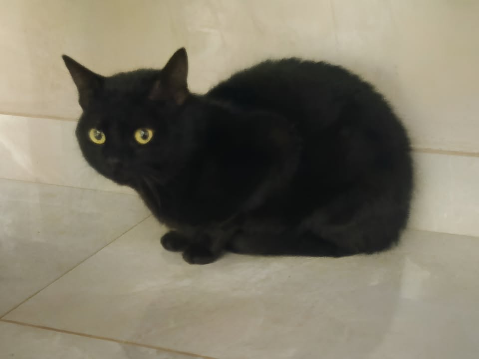 Foto de Banguela
