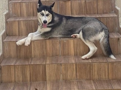 Foto de Safira