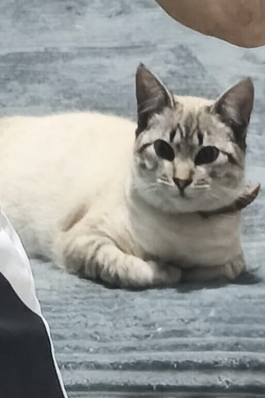 Foto de Nagato