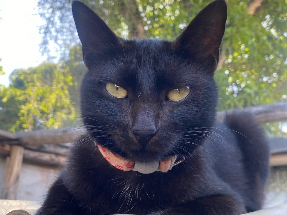 Foto de Lola