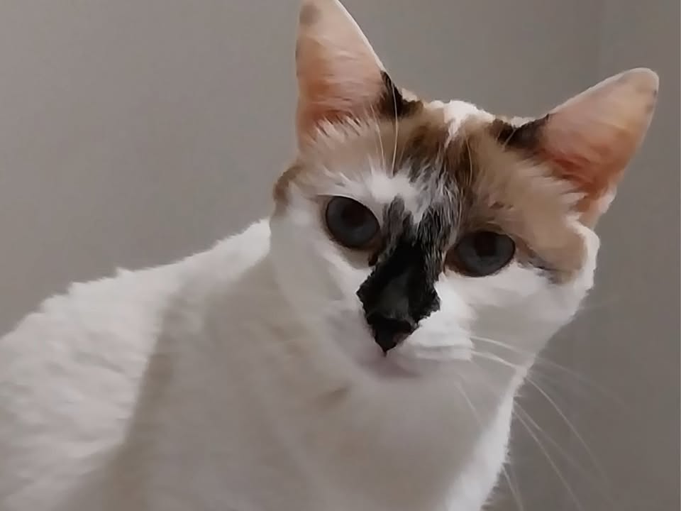 Foto de Branquinha