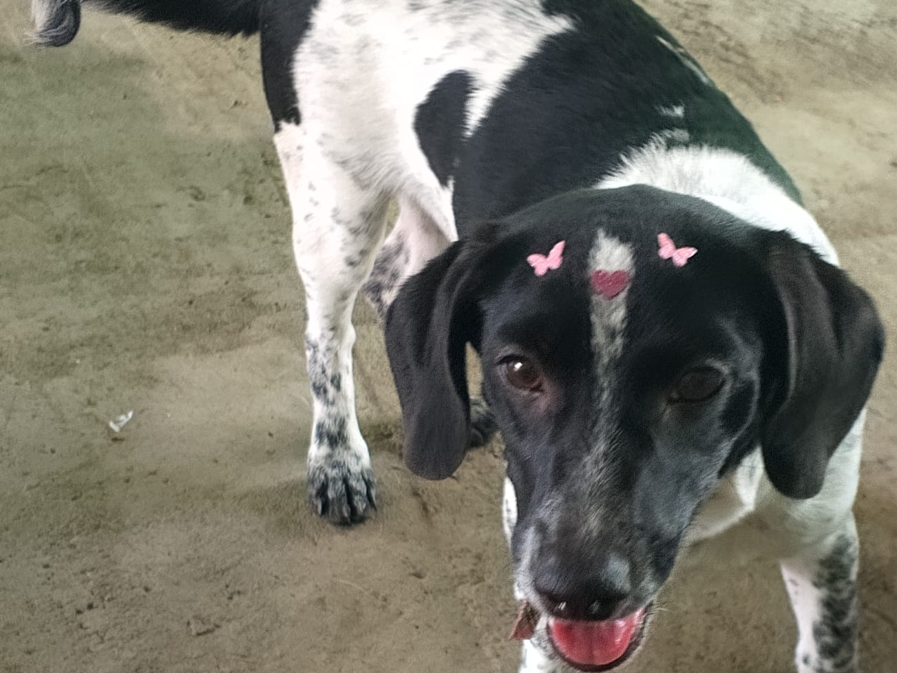 Foto de Belinha