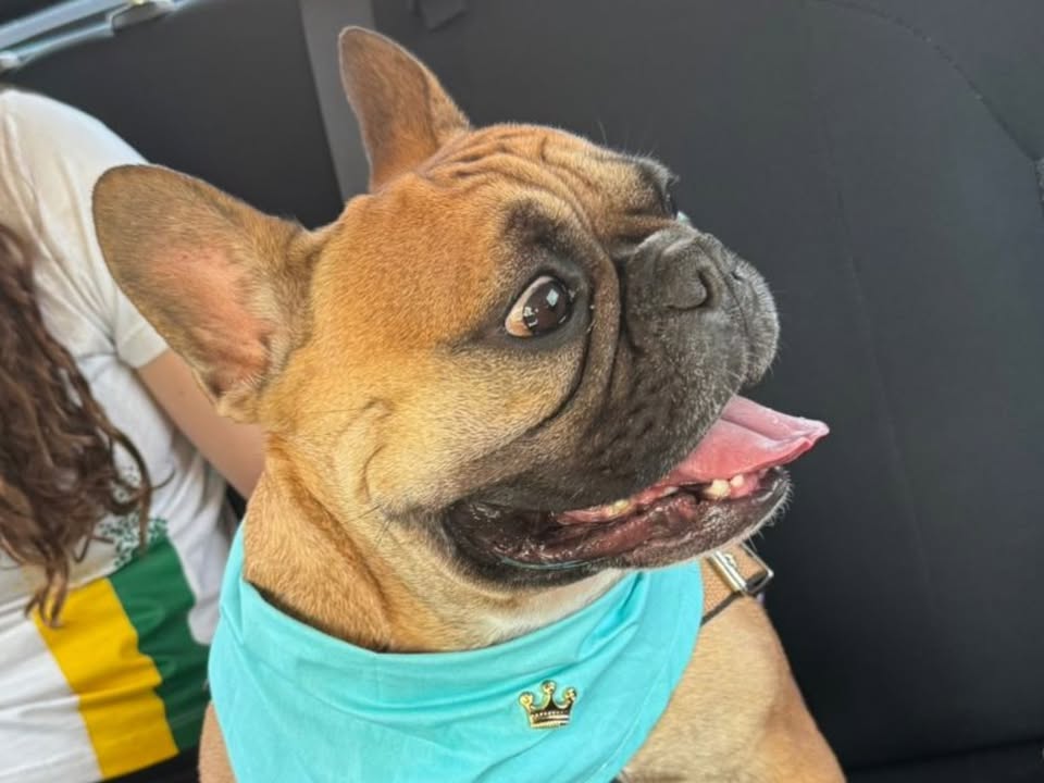 Foto de Amendoim