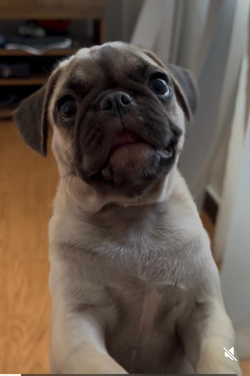 Foto de Docinho
