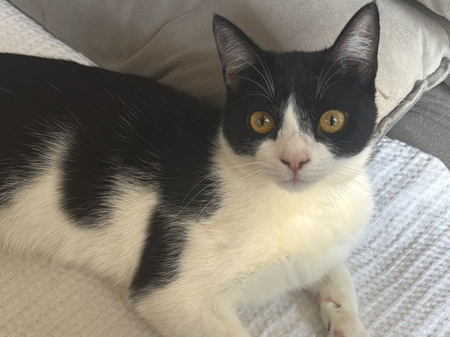 Foto de Frajola