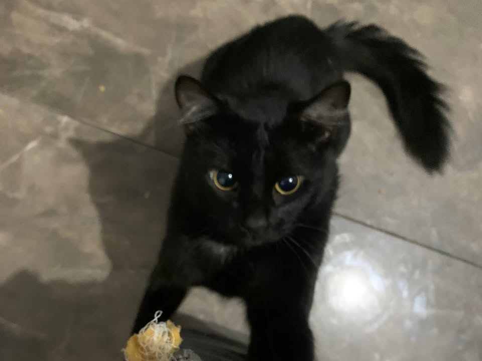 Foto de Shiro