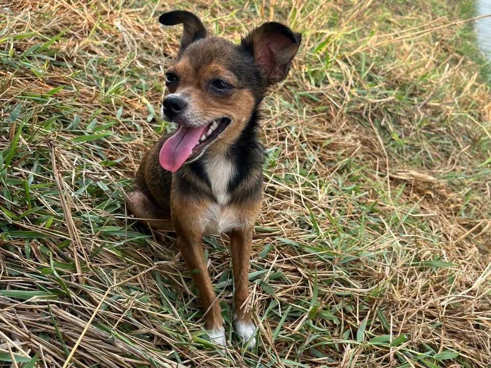 Foto de Lilica