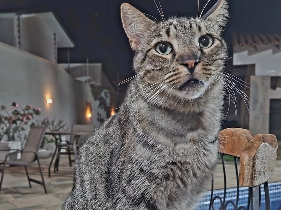 Foto de Chico