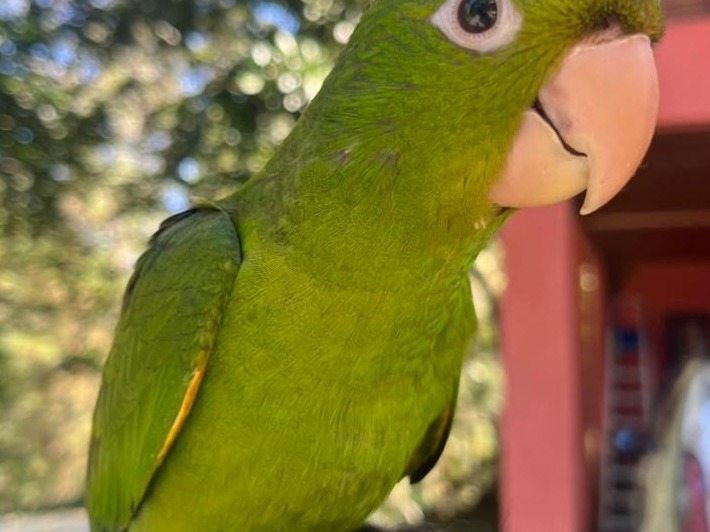 Foto de Chiquinha