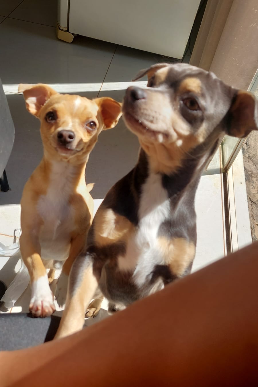 Foto de Dominique, Nhoque