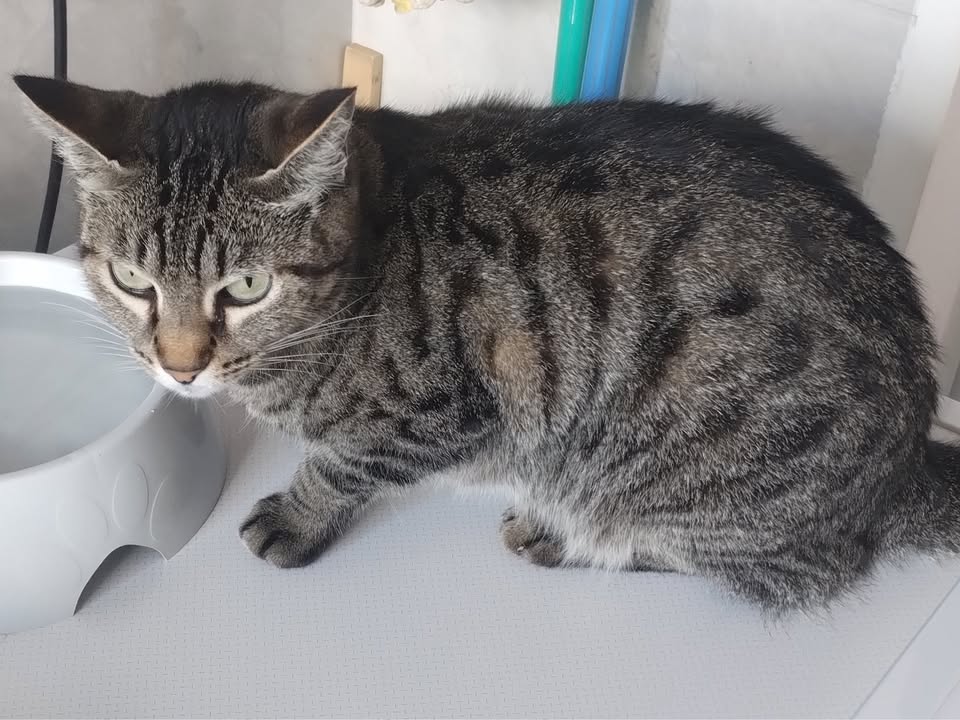 Foto de Mell