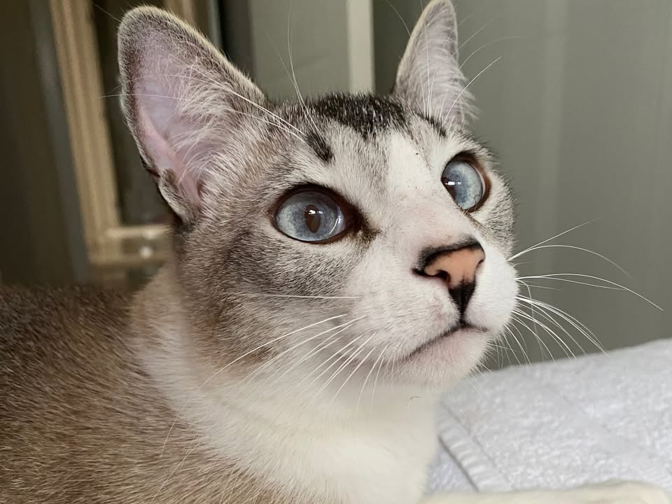 Foto de ASTROGILDO (Rabinho Torto)