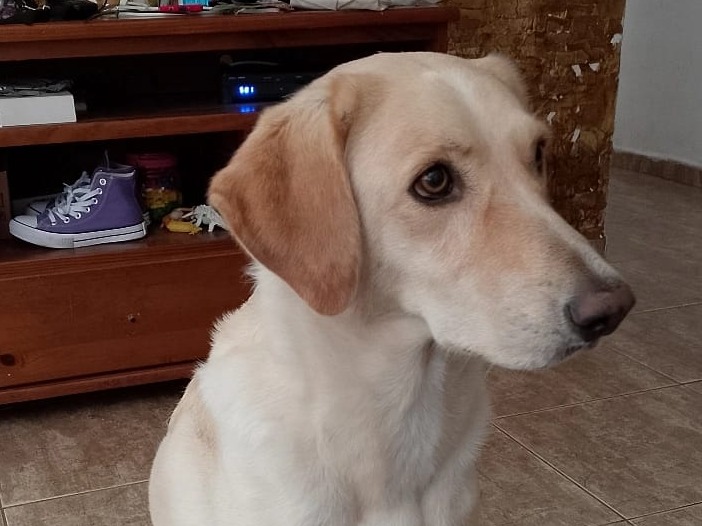 Foto de Safira