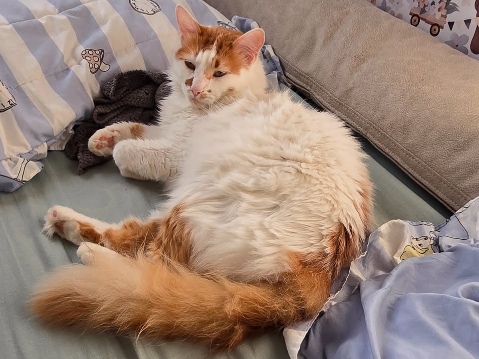 Foto de Diadorim