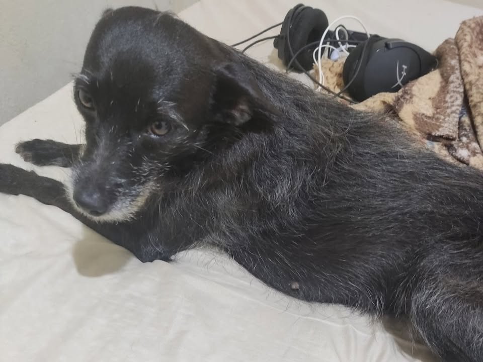 Foto de Lilica