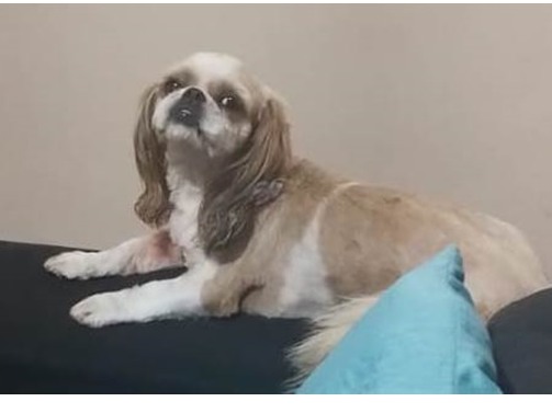 Foto de Amora