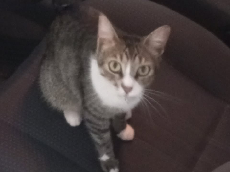 Foto de Pitika