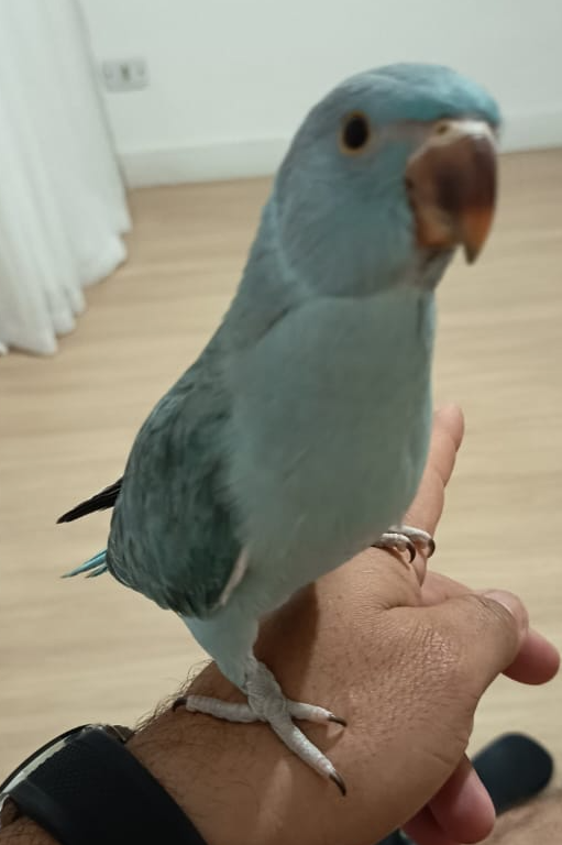 Foto de Ring Neck