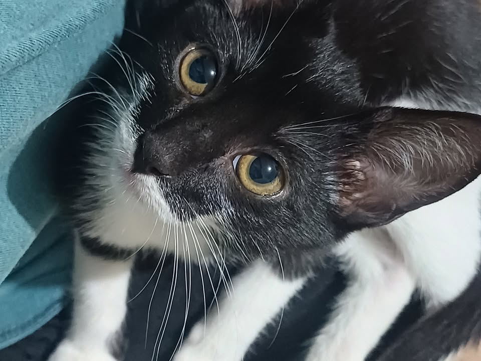 Foto de Safira