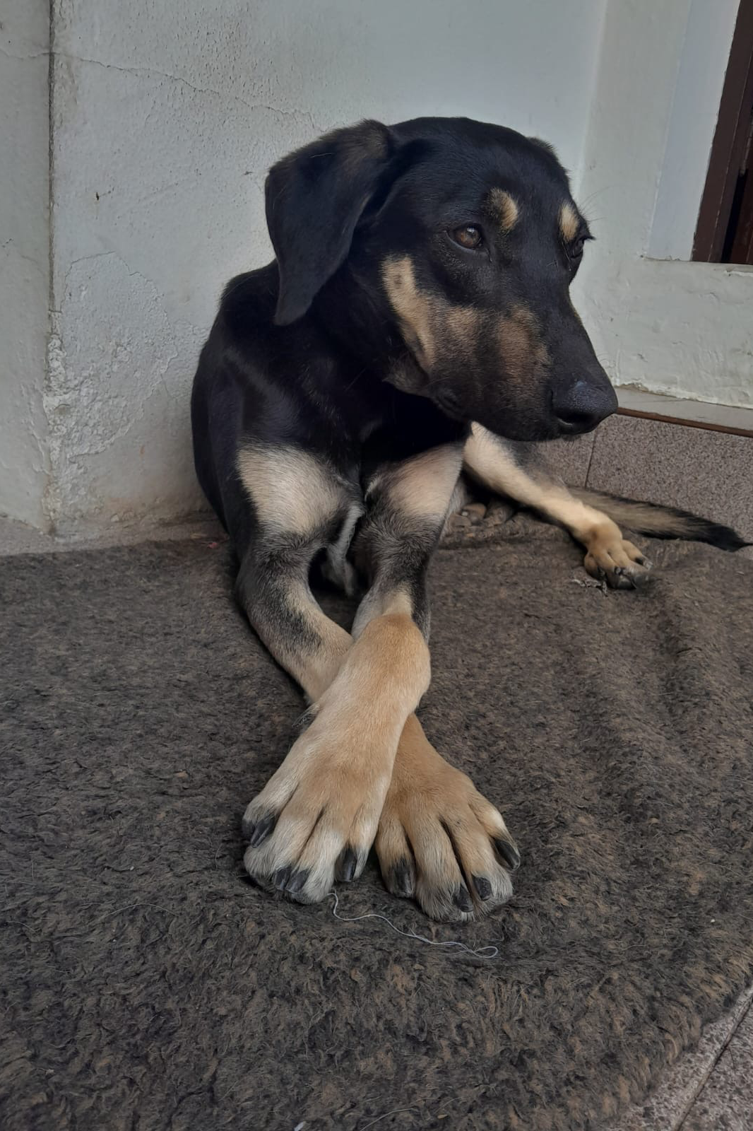 Foto de Pelego