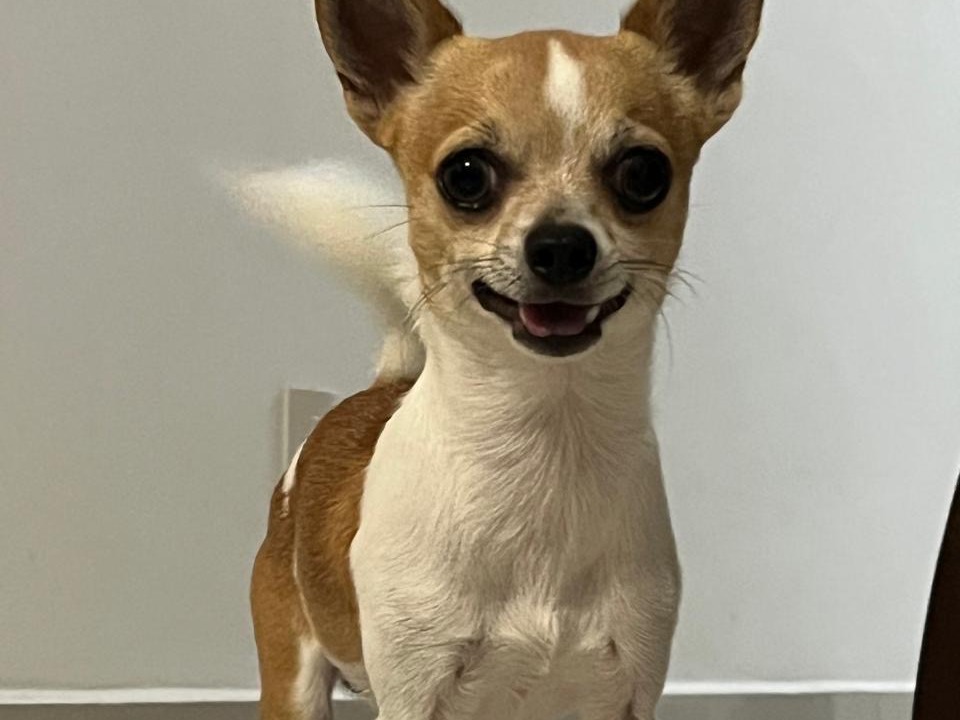 Foto de Joaquim