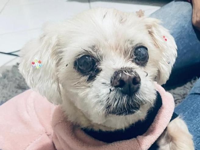 Foto de Lola