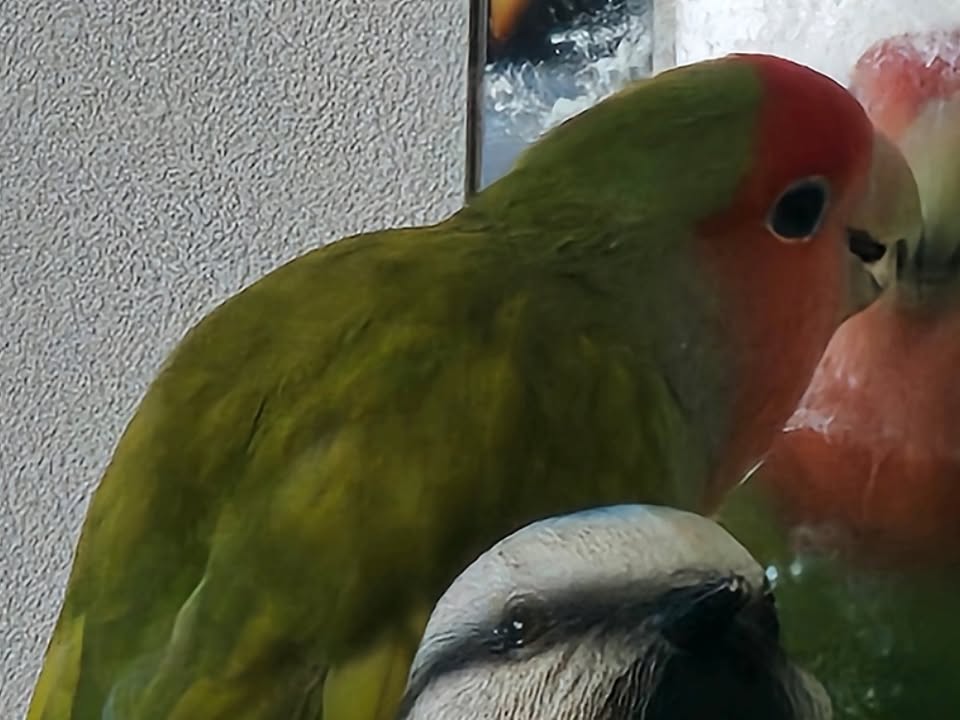 Foto de Manguita