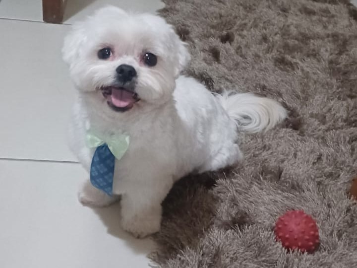 Foto de Gandalf