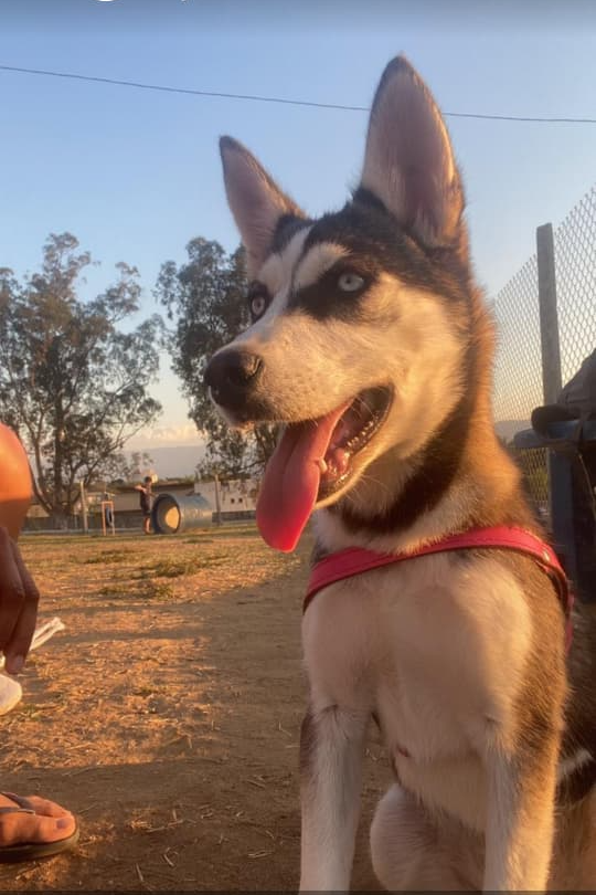 Foto de Nala