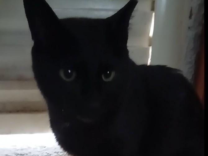 Foto de Petzinha