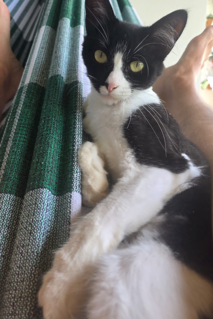 Foto de Juninho