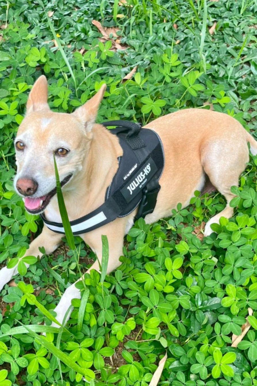Foto de Maia
