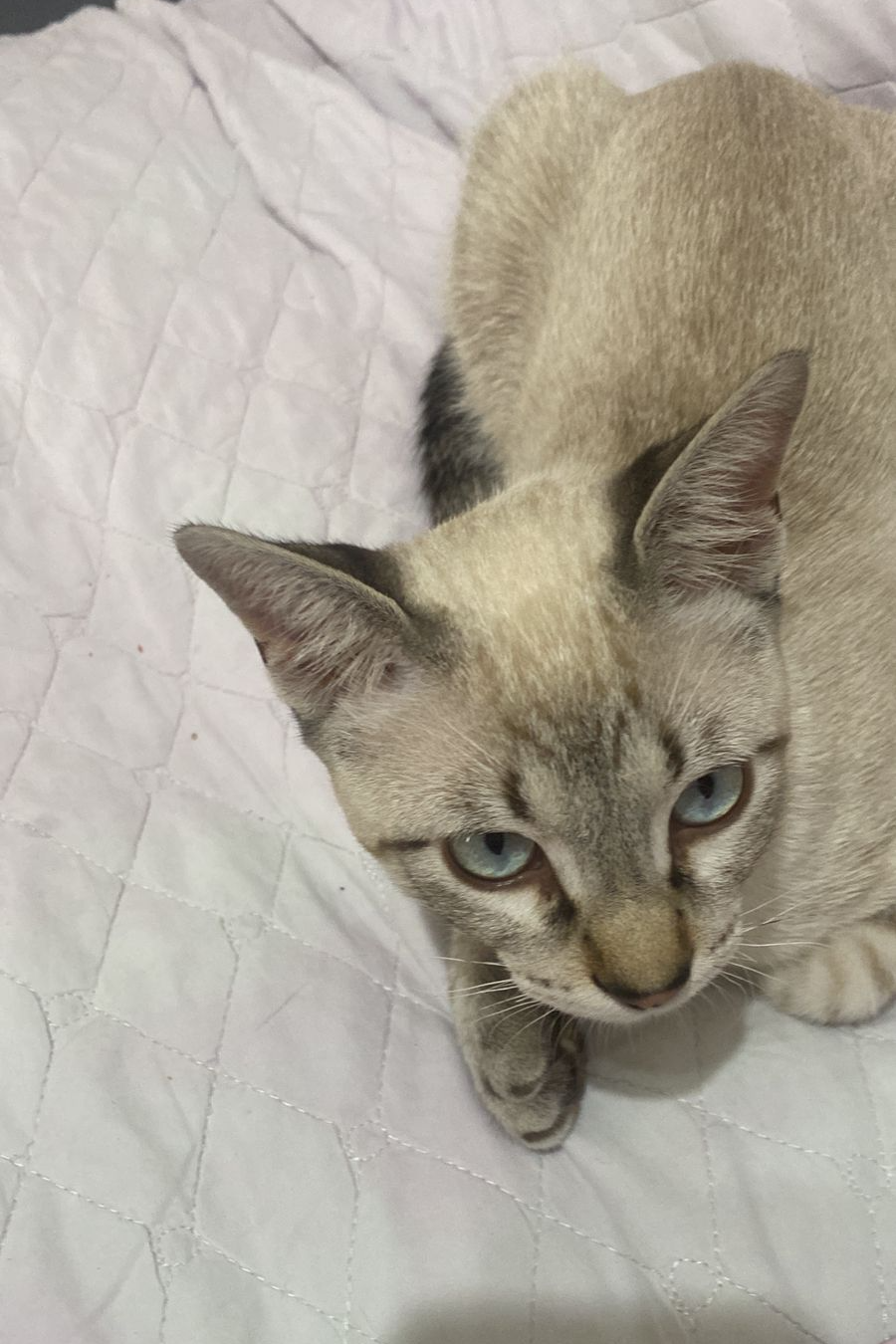Foto de Boris