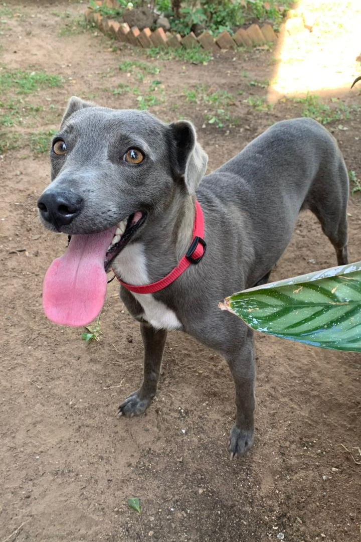 Foto de Maya