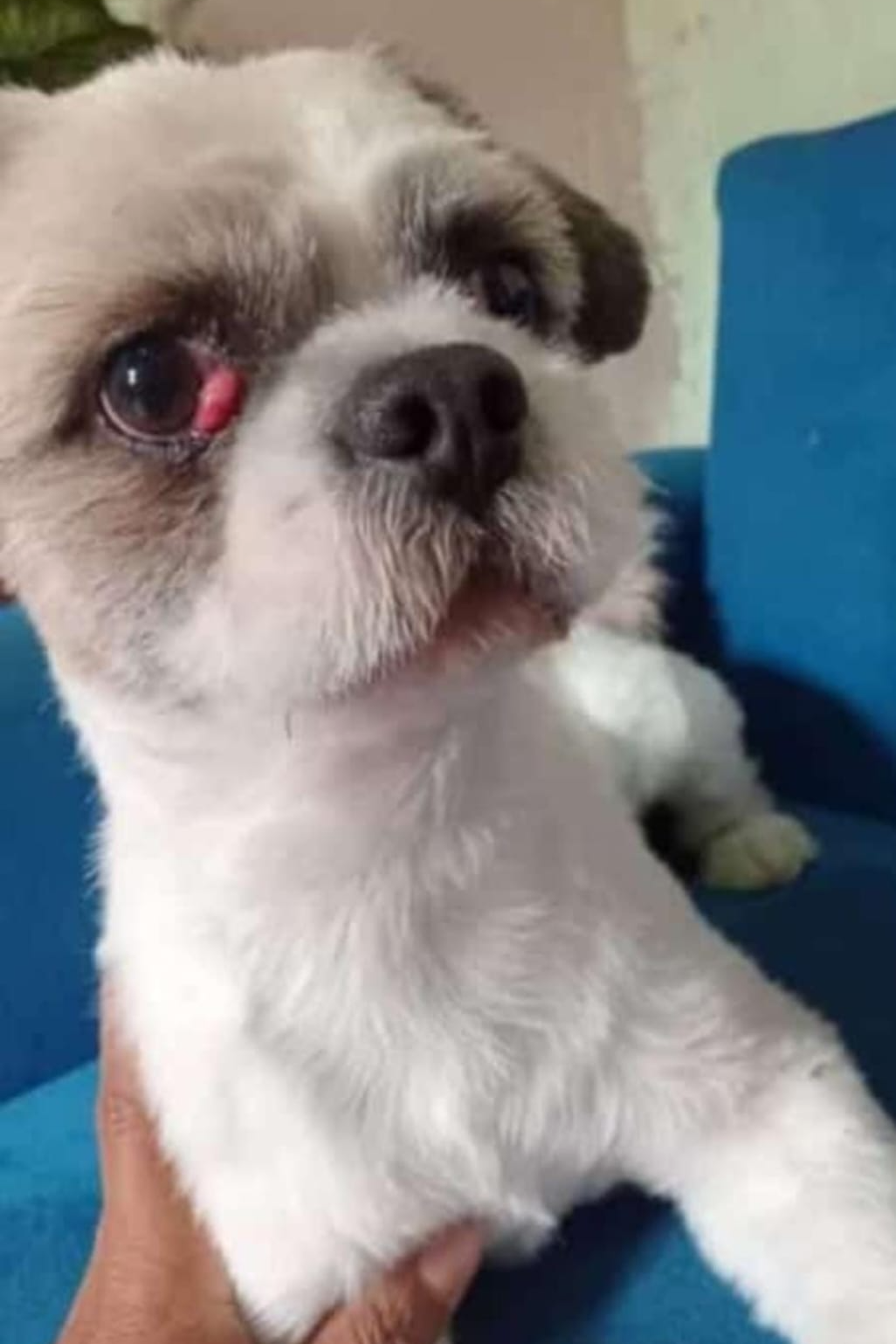 Foto de Romeu