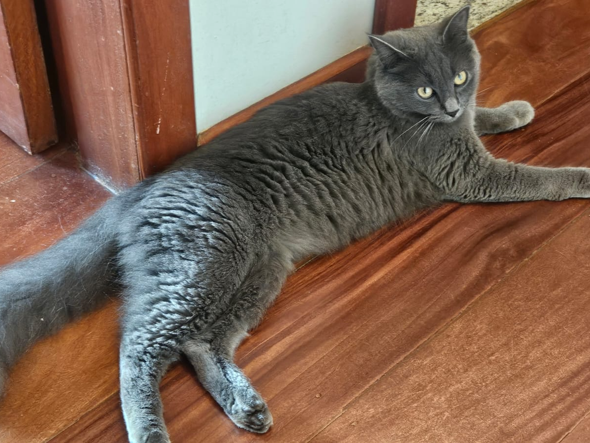 Foto de Lulu