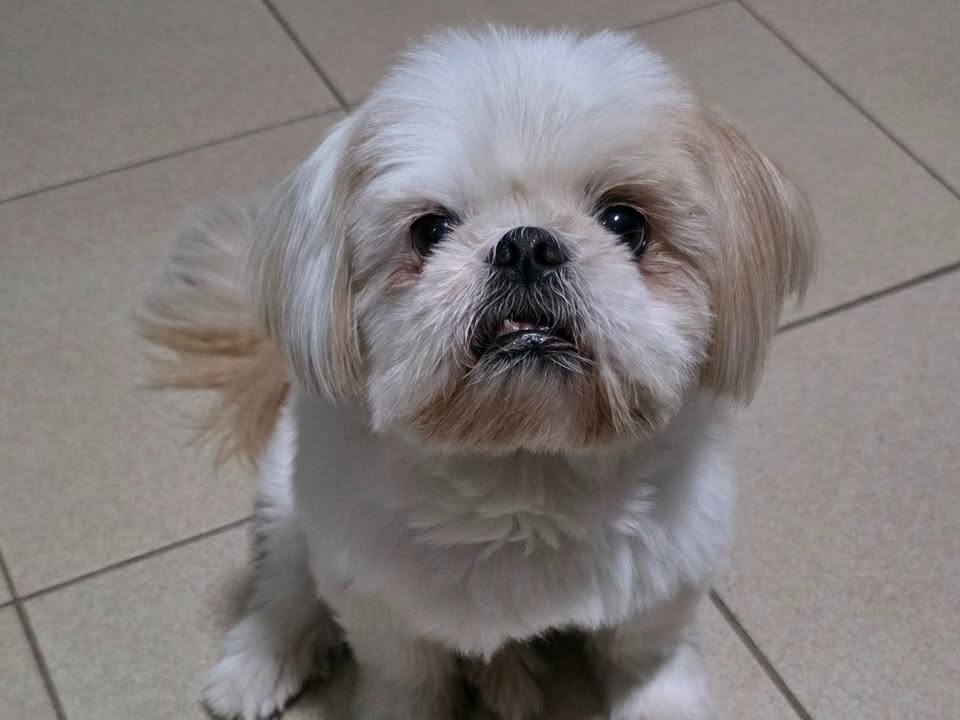 Foto de Belinha