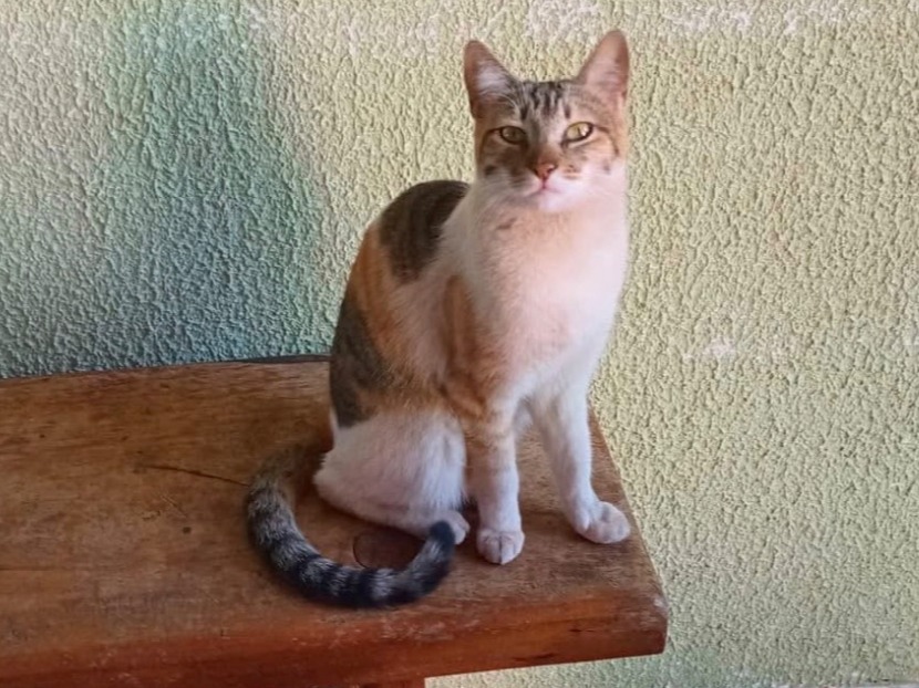 Foto de Moana