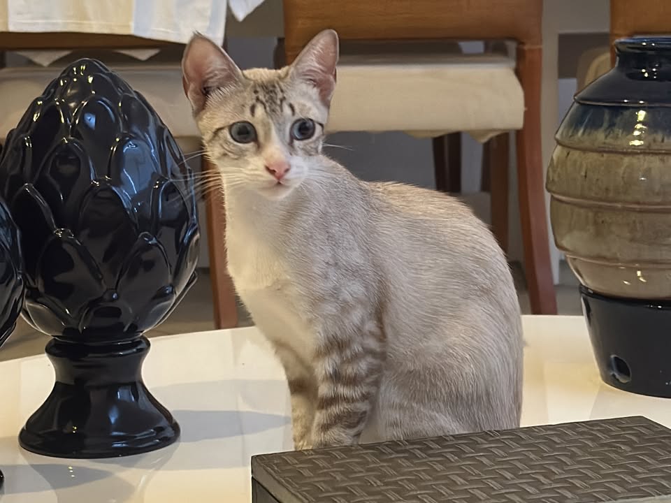 Foto de Livia