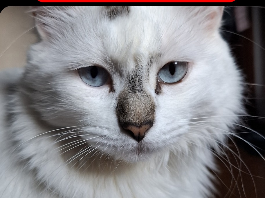 Foto de Mia