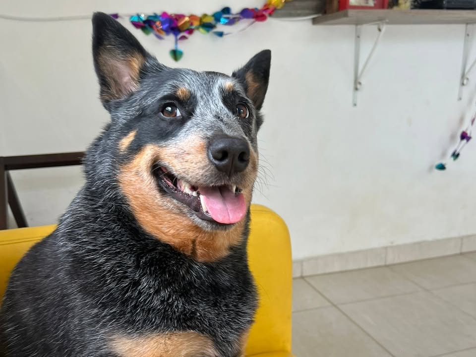 Foto de Leon