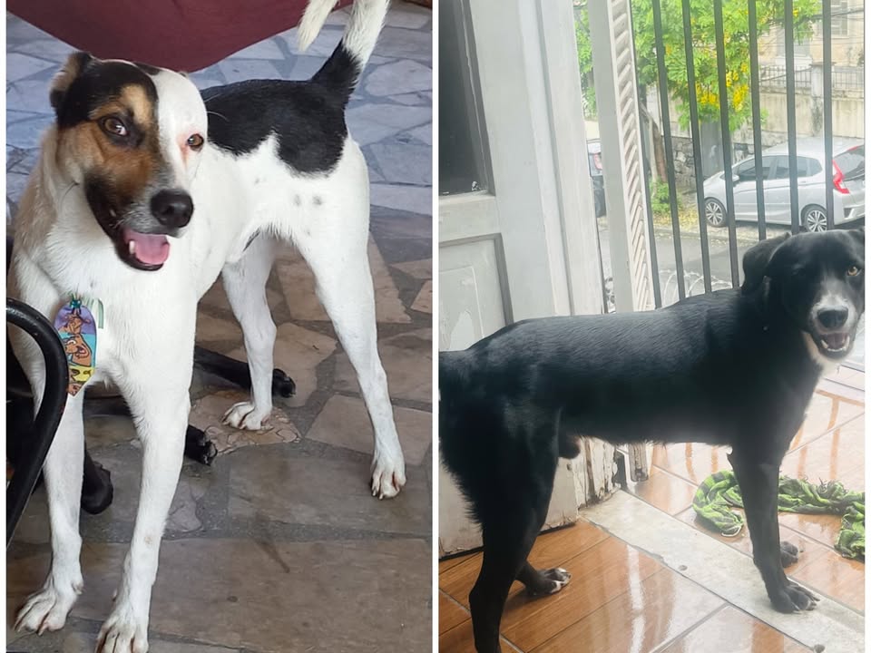 Foto de Quinho e Lobito