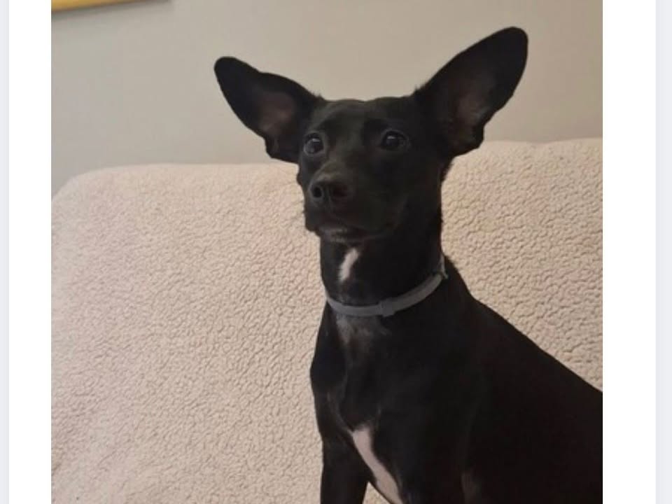 Foto de MOLLY