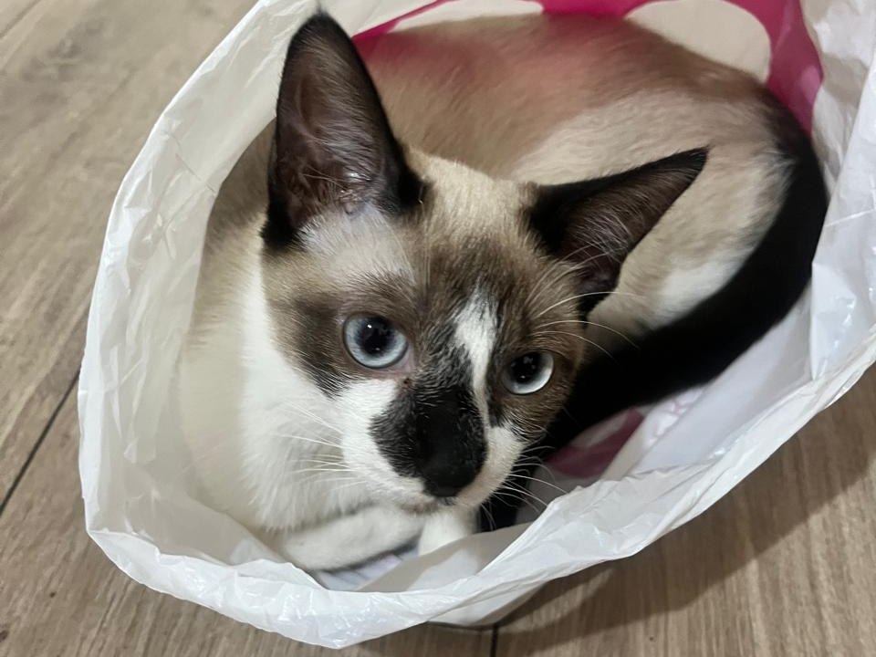 Foto de Tsuki