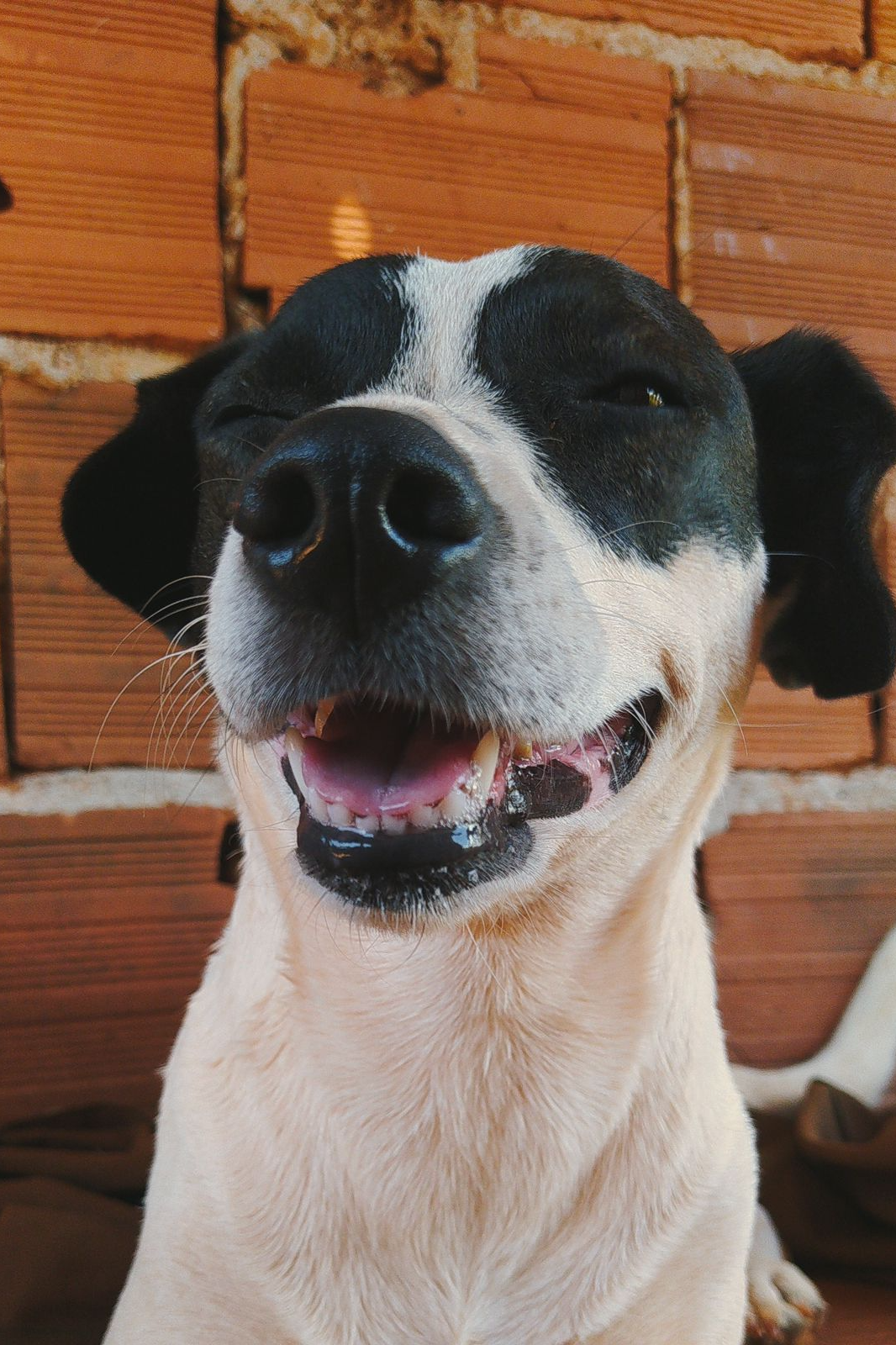 Foto de Akira e Zoe