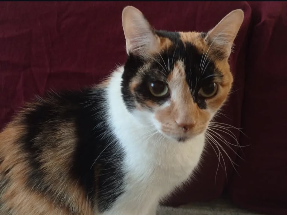 Foto de Jolie