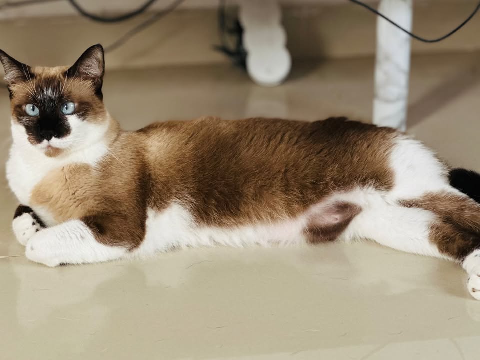Foto de Gatinha