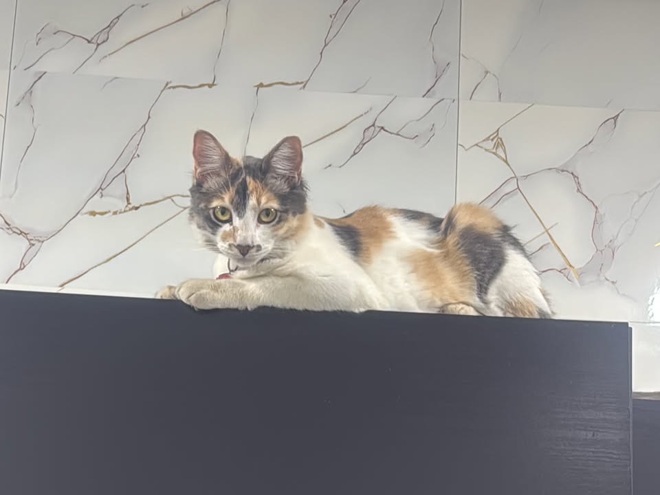 Foto de Lola