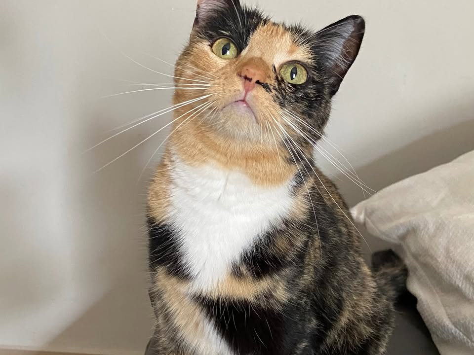 Foto de Florentina